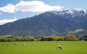 Nature Walk with Spring Lambs in Kaikoura